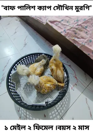 বাফ পালিশ ক্যাপ সৌখিন মুরগি ,১ মেইল ২ ফিমেল