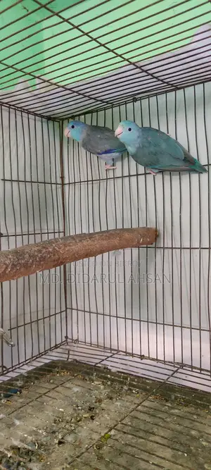 Forpus Split Pair