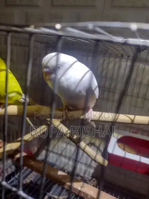 Bredding Pair of Budgie