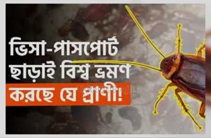 তেলাপোকা মারার ওষুধ