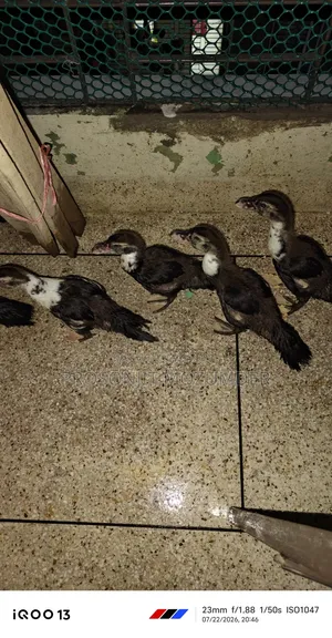 ২ মাসের হাসের বাচ্চা