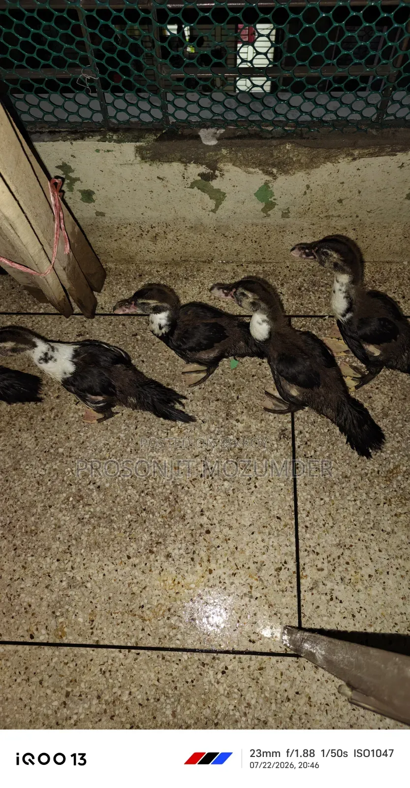 2-Month-Old Ducklings
