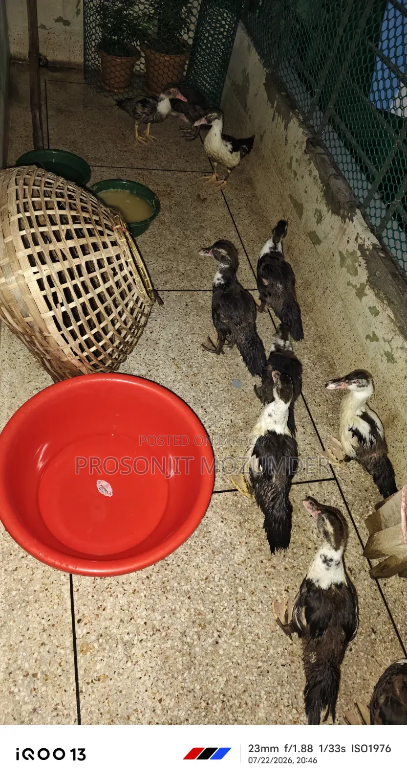 2-Month-Old Ducklings