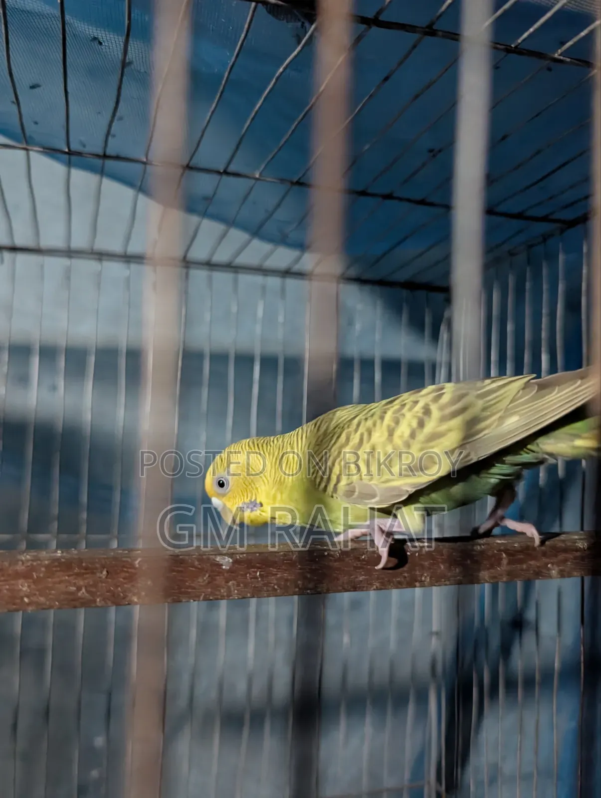 Healthy Active Home Breed Bird