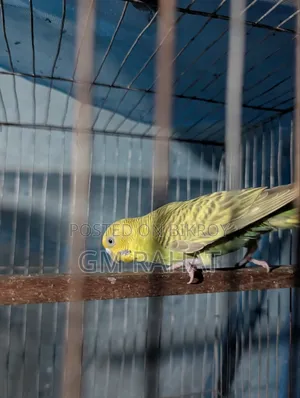 Healthy Active Home Breed Bird