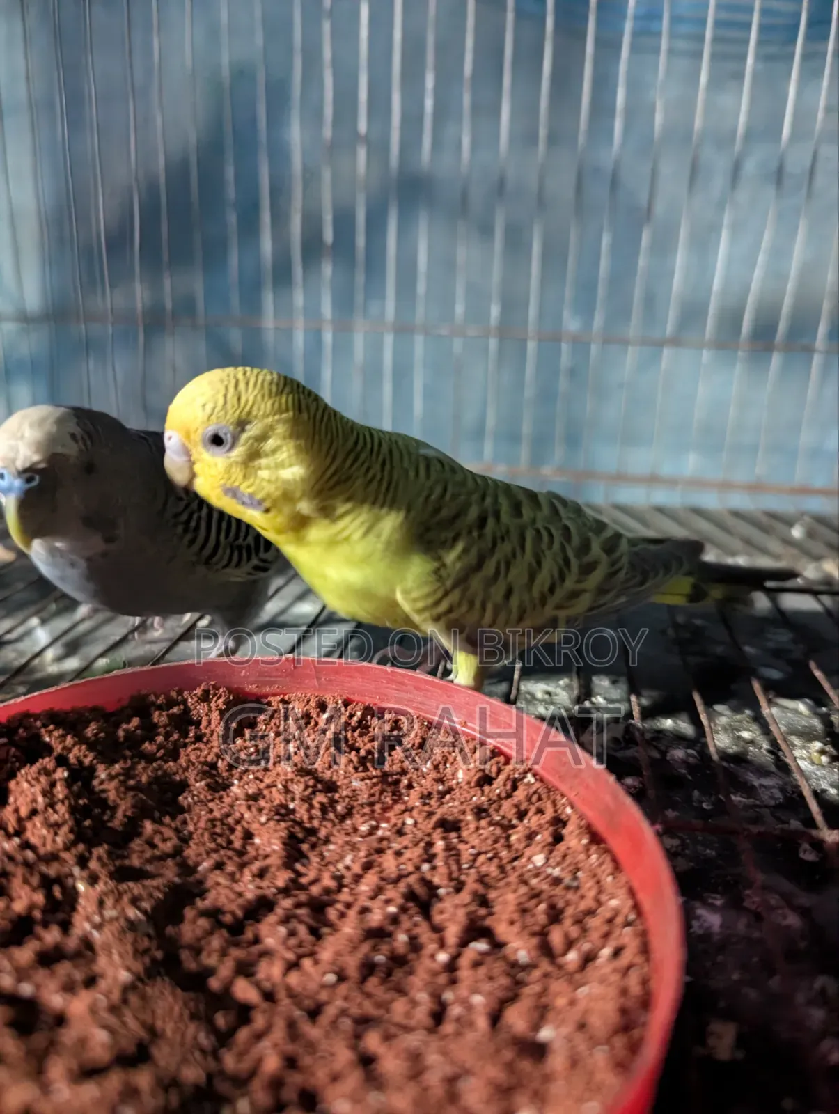 Healthy Active Home Breed Bird