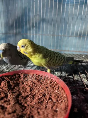 Healthy Active Home Breed Bird