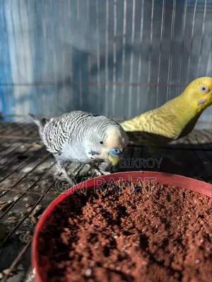 Healthy Active Home Breed Bird