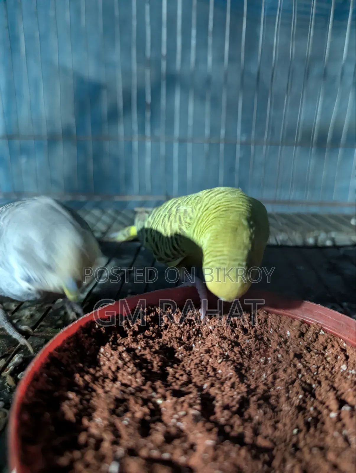Healthy Active Home Breed Bird