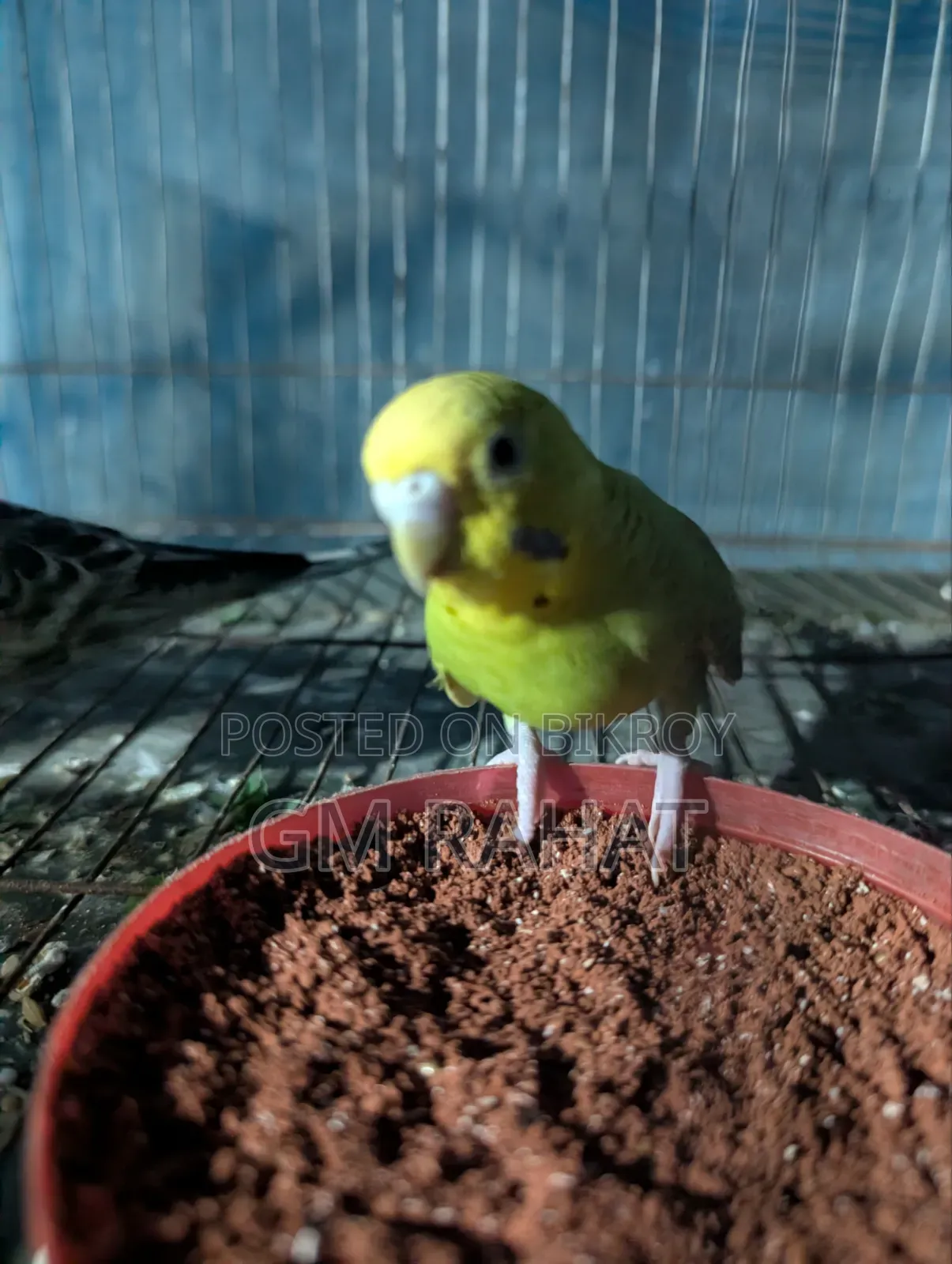 Healthy Active Home Breed Bird