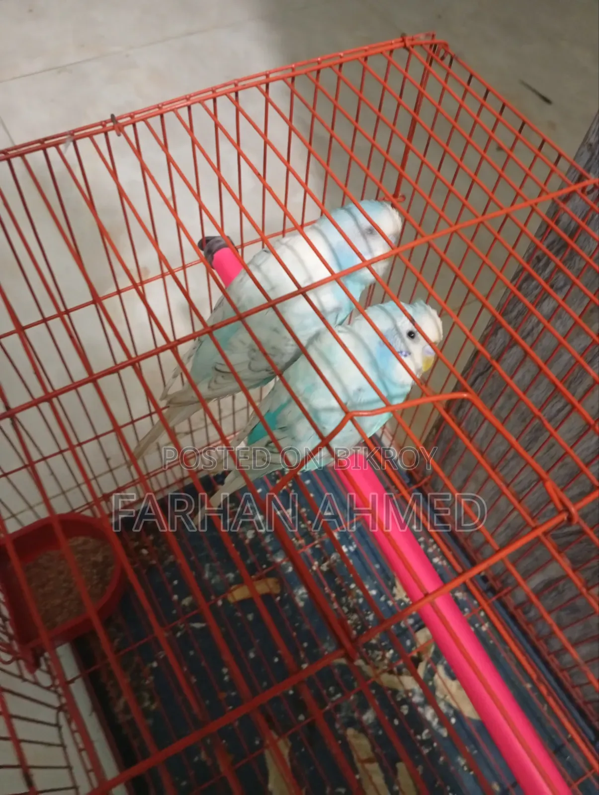 Bird Running Pair With Cage