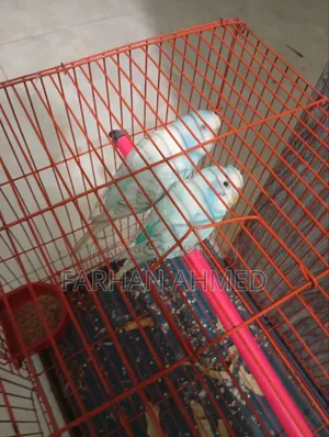 Bird Running Pair With Cage