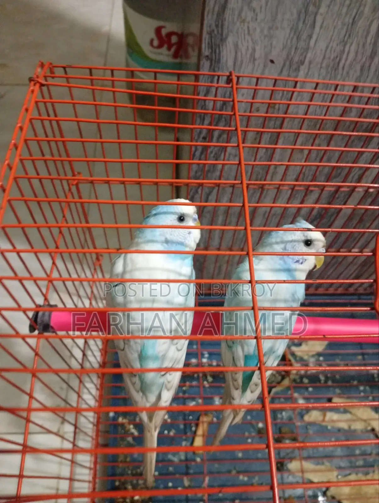 Bird Running Pair With Cage
