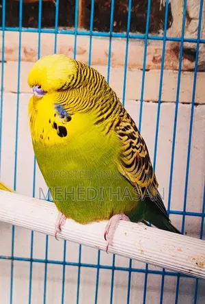English Adult Pair