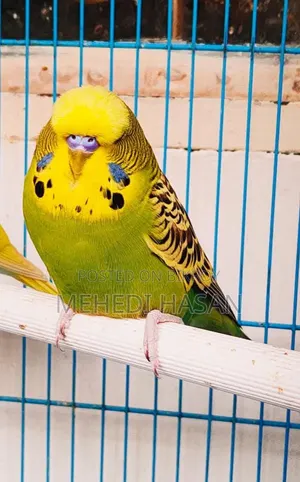 English Adult Pair