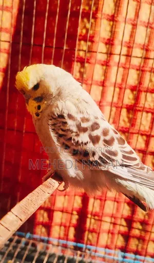 English Adult Pair