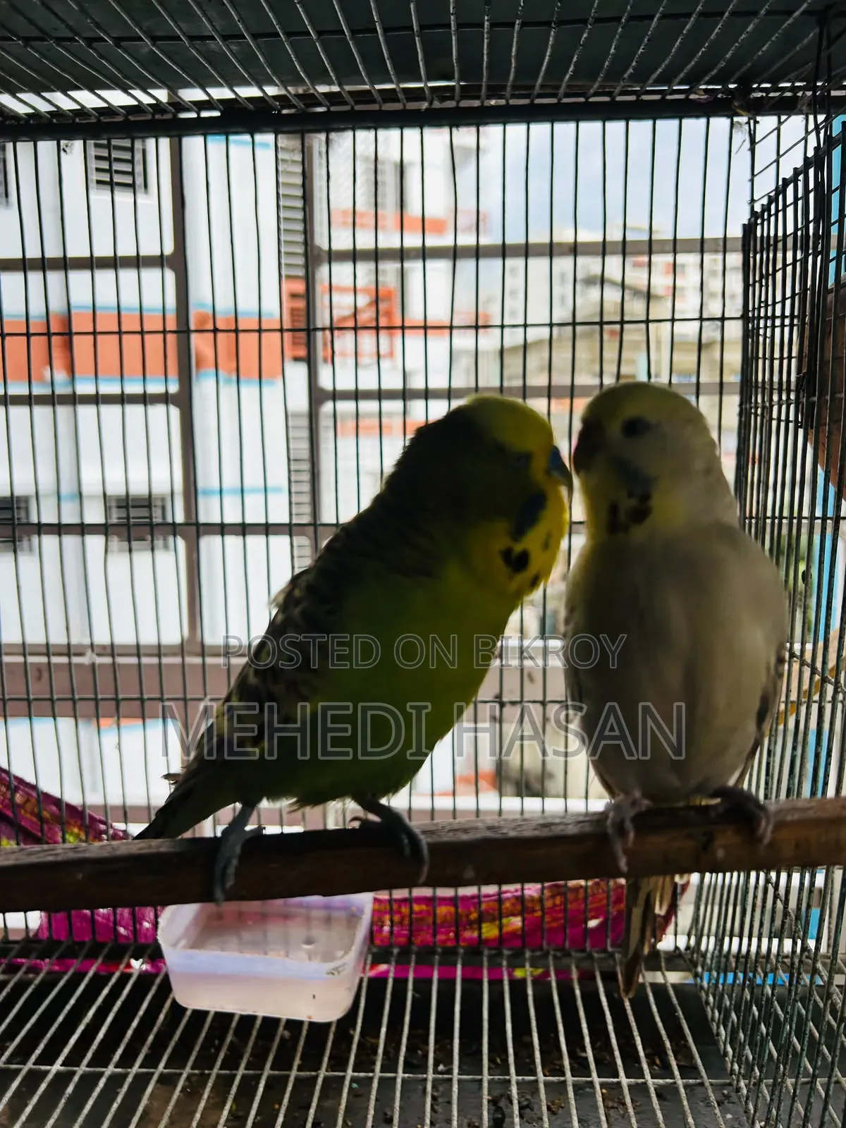 English Adult Pair