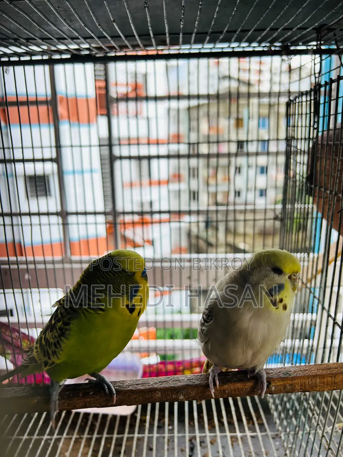 English Adult Pair