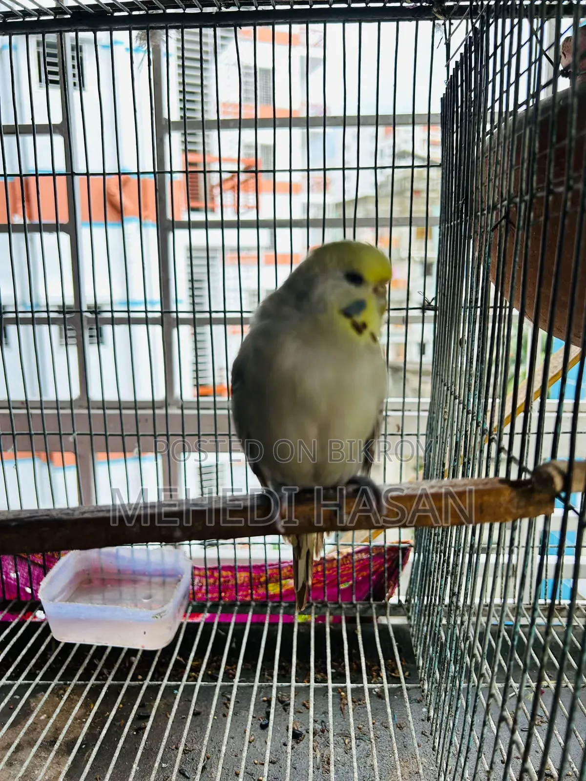 English Adult Pair