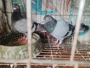 Pigeon কবুতর