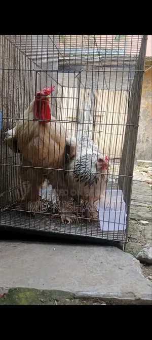 টাকা লাগবে তাই সেল দিয়ে দিব