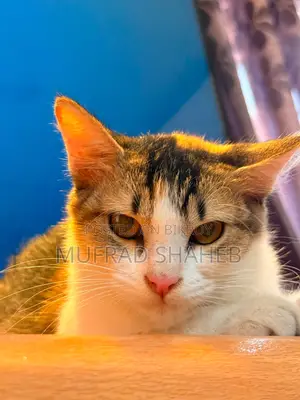 3-6 Months Female Mixed Breed Persian