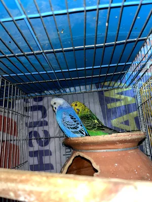 Running Budgerigar Bird