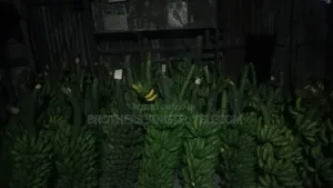 Banana Wholesale