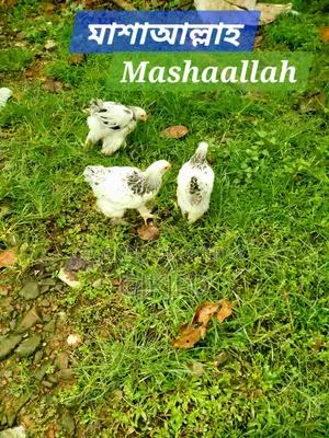 ফেন্সি চিকেন