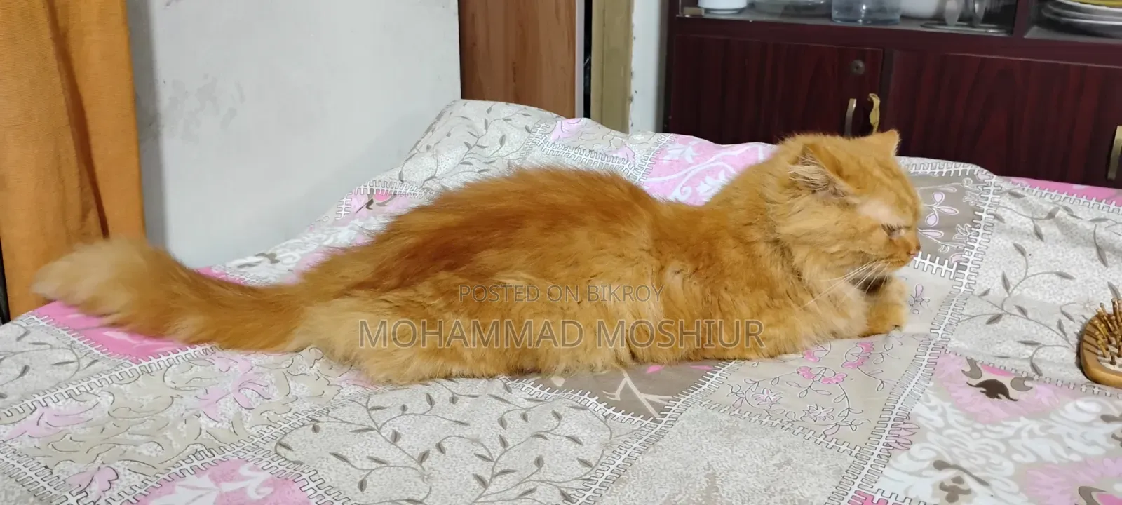 6-12 months Female Purebred Persian