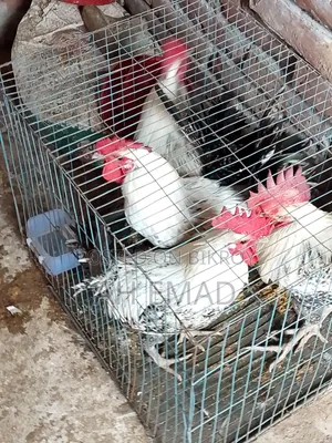ফাওমি মোরগ বিক্রি করা হবে