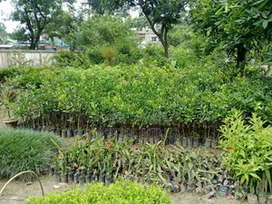 সেল ফর ট্রিজ
