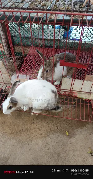 রানিং খরগোশ