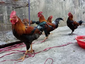 দেশি মুরগি বিক্রি হবে