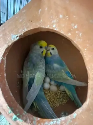 রেইনবো বাজরিগার
