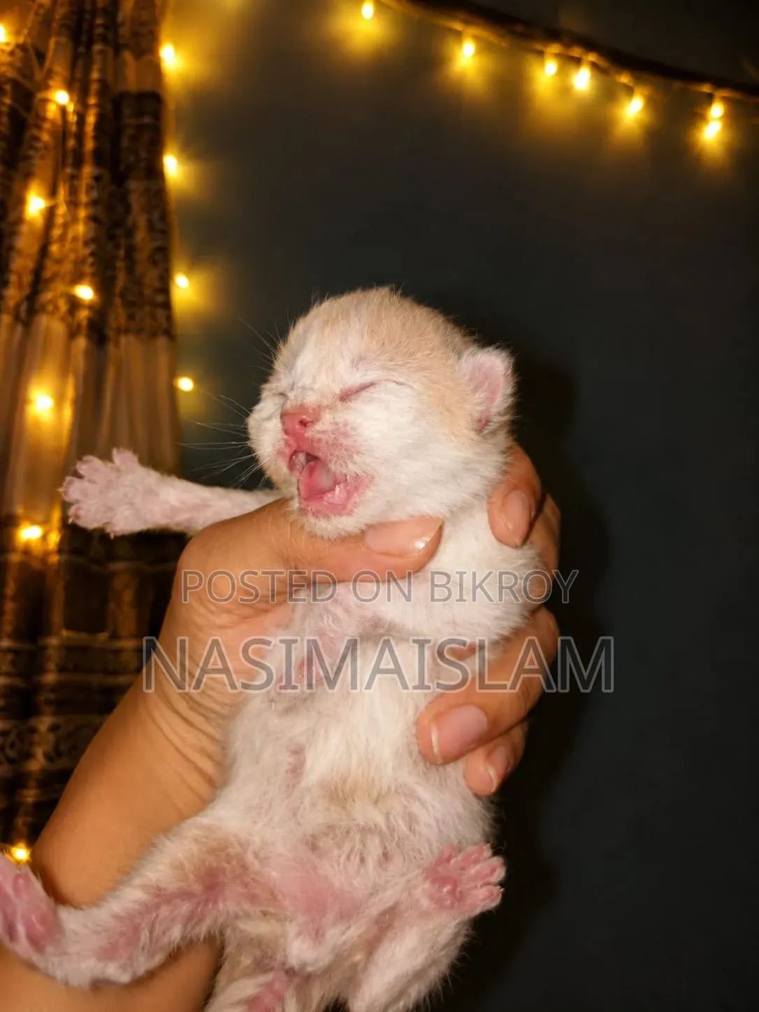 0-1 Month Female Purebred Exotic