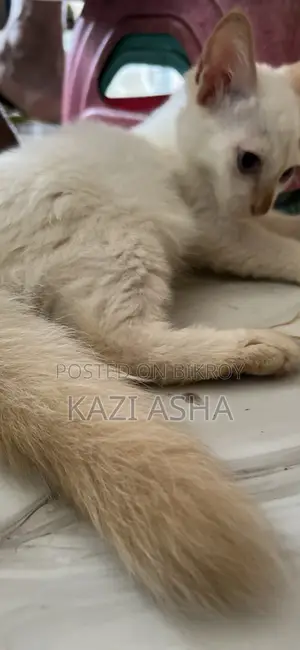 ১-৩ মাসের মেল মিক্সড ব্রিড ব্রিটিশ শর্টহ্যার
