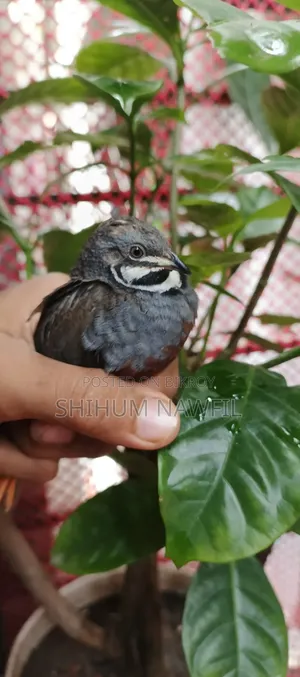 Some King Quail birds will be sold