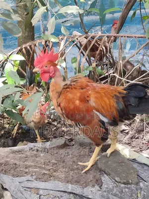 অরজিনাল দেশি গলাছিলা মোরগ