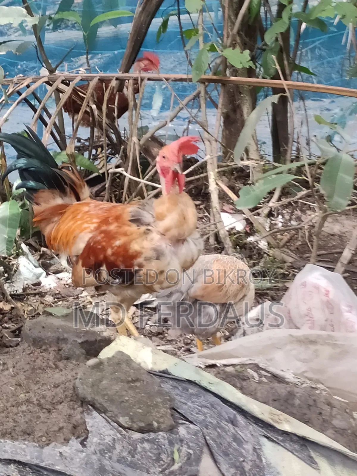 অরজিনাল দেশি গলাছিলা মোরগ