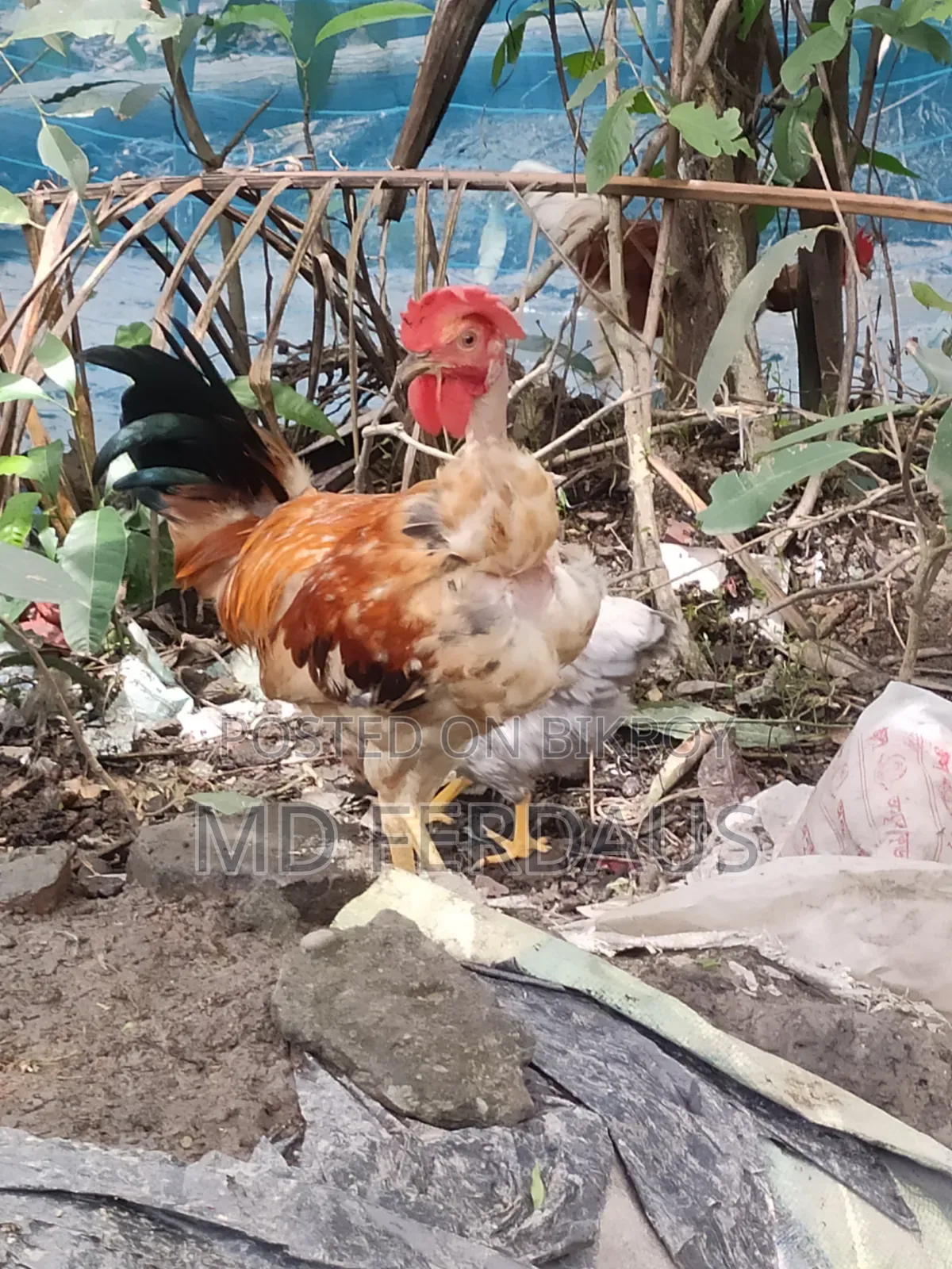 অরজিনাল দেশি গলাছিলা মোরগ
