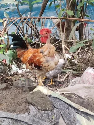 অরজিনাল দেশি গলাছিলা মোরগ