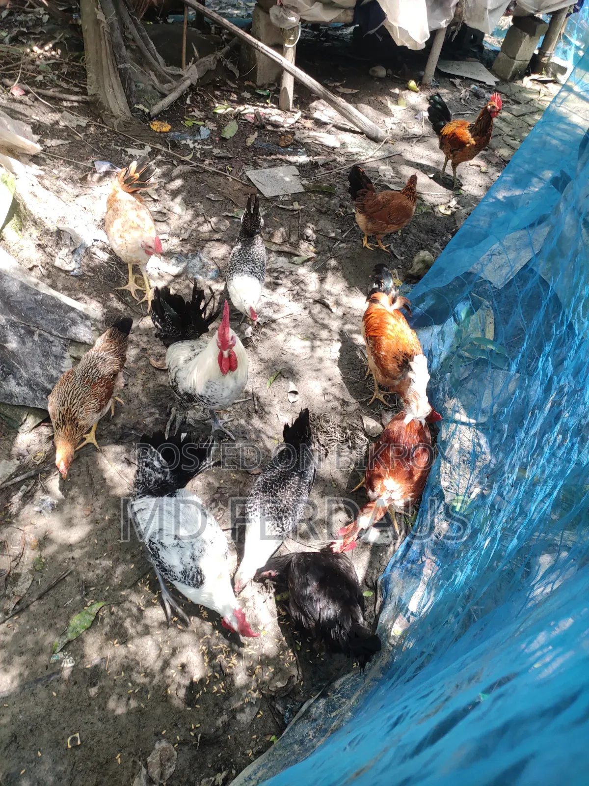 অরজিনাল দেশি গলাছিলা মোরগ