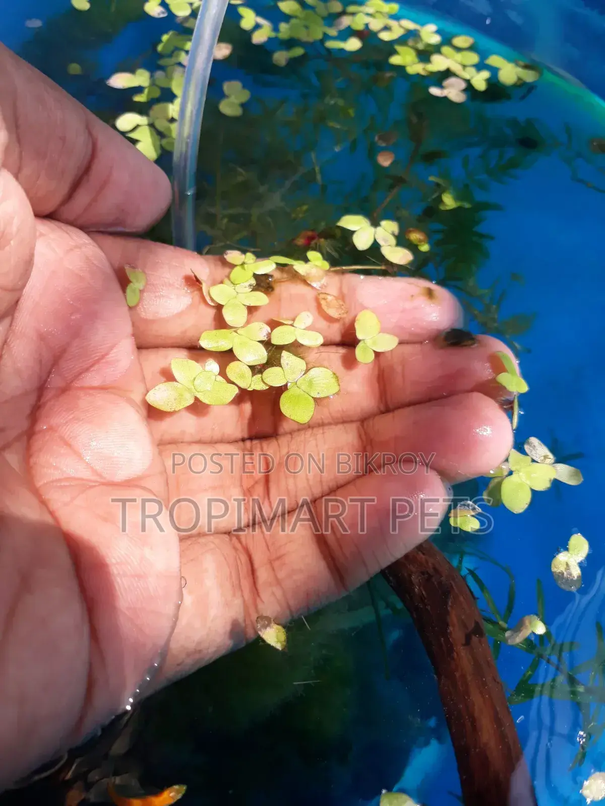 Giant Duckweed(Spirodela) for Aquarium. 50 Piece.