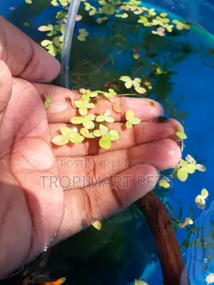 অ্যাকোয়ারিয়ামের জন্য জায়ান্ট ডাকউইড (স্পিরোডেলা)। ৫০ পিস।