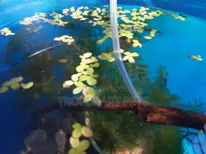 Giant Duckweed(Spirodela) for Aquarium. 50 Piece.