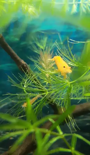 One Pair | Sakura Orange High Grade Cherry Shrimp.