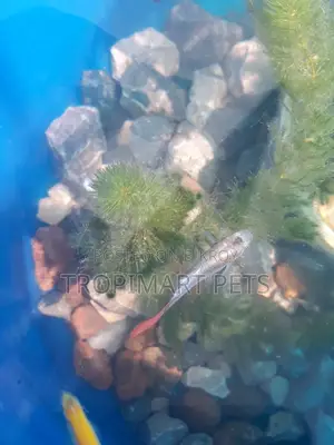 Fresh Healthy Hornwort Live Plant. 10 Piece (6 Inch)