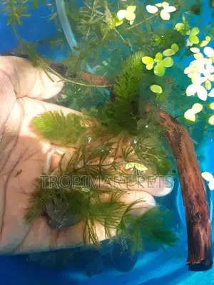 তাজা এবং স্বাস্থ্যকর হর্নওয়ার্ট লাইভ প্ল্যান্ট। ১০ পিস (৬ ইঞ্চি)