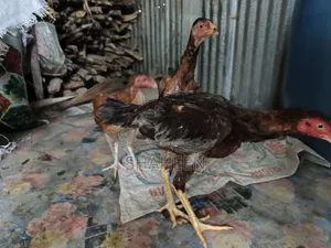 আসিল মুরগী